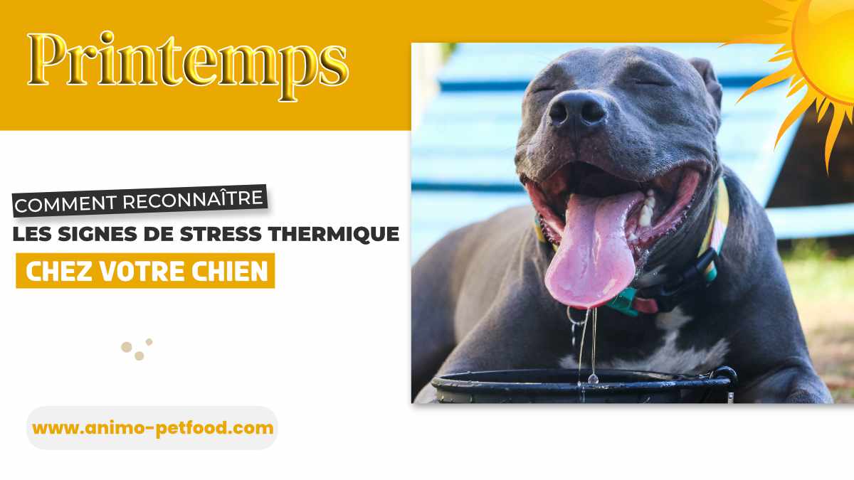 aider-votre-chien-a-s-adapter-aux-changements-de-temperature-au-printemps